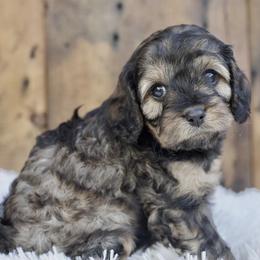 Cavapoos from Squaw Peak Puppies