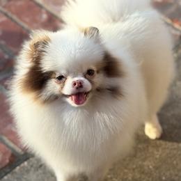 Juju - Pomeranian