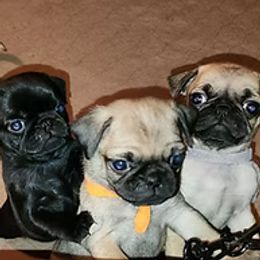 Pug Puppies from Ausband Farm Pugs