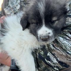 Vixen - Badger male Colorado Mountain Dog puppy in Colorado Springs, Colorado from Sharp Guardians and Goldens