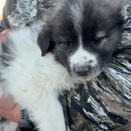Vixen - Badger male Colorado Mountain Dog puppy in Colorado Springs, Colorado from Sharp Guardians and Goldens