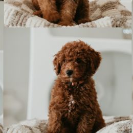 Goldendoodles from Real Doodles of OC