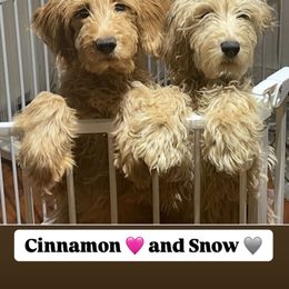 22 WEEKS OLD SNOW Grey Collar Female 1,800 Basic Training - Cream Goldendoodle puppy in Brooklyn, New York from Lyon and Luna Goldendoodles Bernedoodles