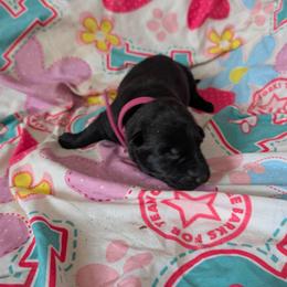 Pink - Black female German Shepherd puppy in Motley, Minnesota from Von Thomson Haus