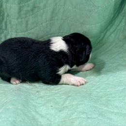 Penny - Black tri-color female Australian Shepherd puppy in Bethlehem, Georgia from CJ Farm and Kennels