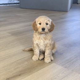 Goldendoodle Puppies from Bundy Farm