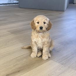 Goldendoodle Puppies from Bundy Farm