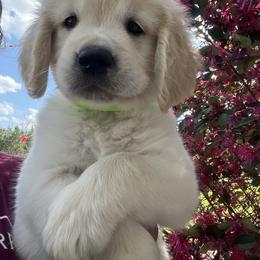 Lime - Light golden male Golden Retriever puppy in Jesup, Georgia from Painted Platinum Retrievers (Painted Platinum Kennel) PPK