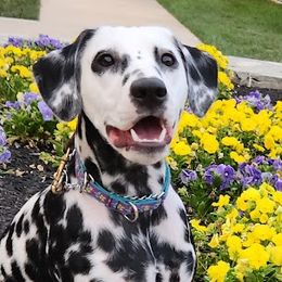 Prada - Dalmatian