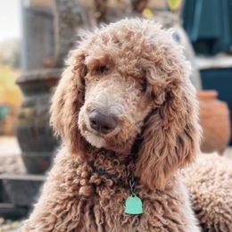 Goldendoodles from Darlin’ Doodles of League City