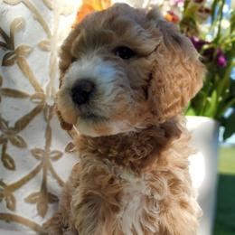 Katie, goldendoodle F1b - Apricot female Goldendoodle puppy in Dickson, Tennessee from Rowan's Rascals