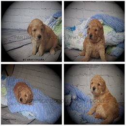 Goldendoodle, Golden Retriever, and Poodle Puppies from Partridge Doodles and Poodles