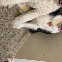 Aussiedoodles from Valley Doodles