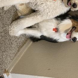 Aussiedoodles from Valley Doodles