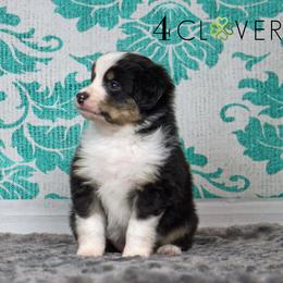 Basset Fauve de Bretagne and Miniature American Shepherd Puppies from 4 Clovers Kennel