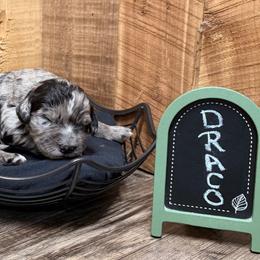 Draco - Black tri-color male Aussiedoodle puppy in Lavonia, Georgia from H & A Kennels