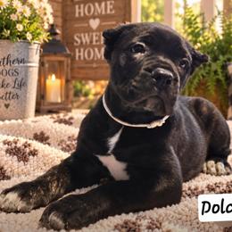 Dolce - Black brindle female Cane Corso puppy in El Paso, Texas from PaPaws Gotta Love It Kennels