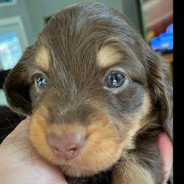 Peaches - Chocolate and tan female Dachshund puppy in Lake Mary, Florida from Lakeside Doxies