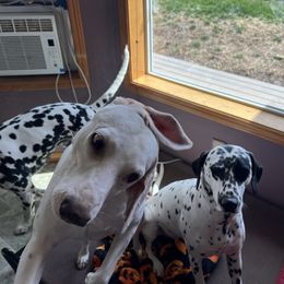 Dalmatian Puppies from Hallmark Dalmatians;