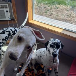 Dalmatian Puppies from Hallmark Dalmatians;