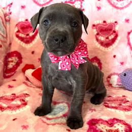 Katie-burgundy - Blue female Companion Cross puppy in Calimesa, California from Teakwoodpoodleofsocal