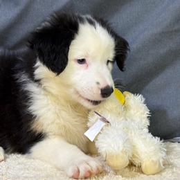 Fran - Black tri female Miniature American Shepherd puppy in Clinton, Missouri from Mockingbirds American Minis
