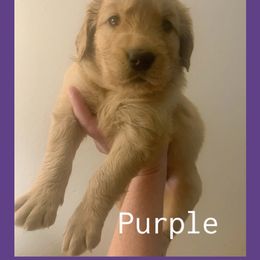 Purple - Golden female Golden Retriever puppy in Mountain Home, Idaho from Poppy's Garden Golden Retrievers