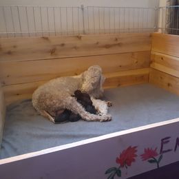 Bedlington Terrier puppies from Rohan Kennels