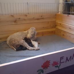 Bedlington Terrier puppies from Rohan Kennels