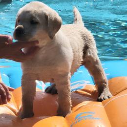 Labrador Retriever Puppies from ROCK CREEK LABRADORS