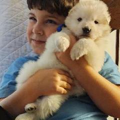 Berger Blanc Suisses from SureFire Shepherds