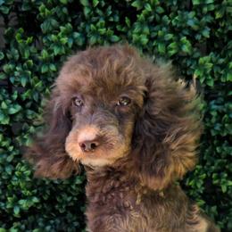 Mr. Chip - Brown and white male Aussiedoodle puppy in Dolan Springs, Arizona from High Desert Companions