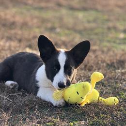 Rory - Brindle and white male Cardigan Welsh Corgi puppy in Pattonville, Texas from Espuela Cardigan Welsh Corgis