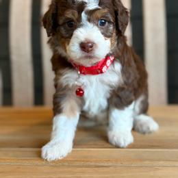 Reno - Tri-color male Bernedoodle puppy in Runaway Bay, Texas from Green Ranch Doodles