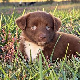 Remington AKA Remi - Red & white female Toy Australian Shepherd puppy in Leitchfield, Kentucky from Legendmaker MAS