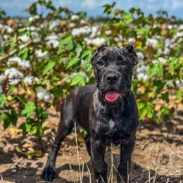 Pluto - Black brindle female Cane Corso puppy in Sandia, Texas from OneTime Cane Corso