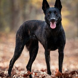 Dutch Shepherds from Bluestone Creek Dutch Shepherds