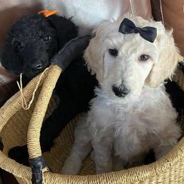 Poodles from Azpoodles