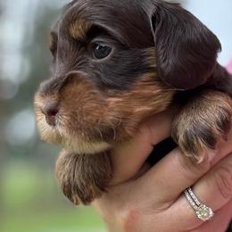 Daisy - Chocolate female Australian Labradoodle puppy in Dawson, Georgia from Still Pond Australian Labradoodles