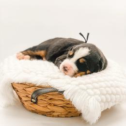Ridge - Black rust and white male Bernese Mountain Dog puppy in Hudson, Indiana from TurkeyCreek-K9