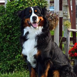 Apollo - Bernese Mountain Dog
