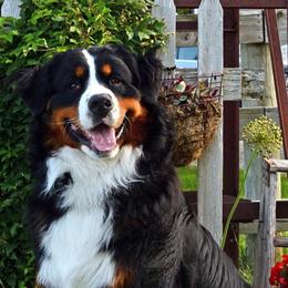 Apollo - Bernese Mountain Dog