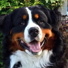 Apollo - Bernese Mountain Dog