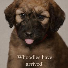 Boy 3 - Wheaten male Whoodle puppy in Knoxville, Tennessee from Fleury Farm Doodles TN