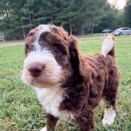Harry Potter with training - Tri-color male Bernedoodle puppy in Boonville, North Carolina from Doods & Dolls