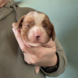 Blenheim - Blenheim male Cavalier King Charles Spaniel puppy in Greenleaf, Wisconsin from Ledgetop Family Cavaliers
