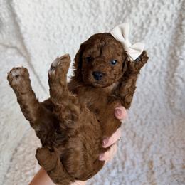 Poppy - Red female Cavapoo puppy in Grants Pass, Oregon from Climate City Cavapoos