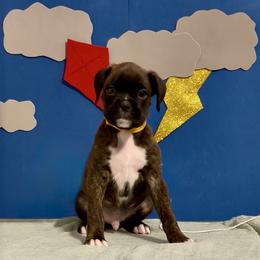 Dr Finklestein - Brindle male Boxer puppy in La Vernia, Texas from Chilham Boxers