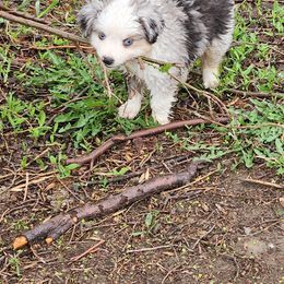 Toy Australian Shepherd Puppies from Badland's Toy Aussies