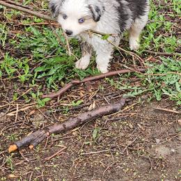 Toy Australian Shepherd Puppies from Badland's Toy Aussies